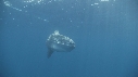 POISSON LUNE