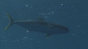 POISSONS