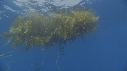 REQUIN PEAU BLEUE