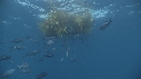 REQUIN PEAU BLEUE