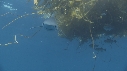 REQUIN PEAU BLEUE