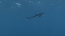 REQUIN PEAU BLEUE