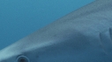 REQUIN PEAU BLEUE