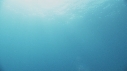 REQUIN PEAU BLEUE