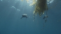 REQUIN PEAU BLEUE