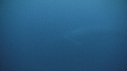 BALEINE BLEUE