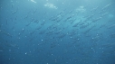 BANC DE POISSONS