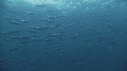 BANC DE POISSONS