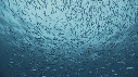 BANC DE POISSONS