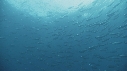 SARDINES, BONITES
