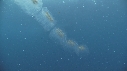 CICLOSALPHA AFFINIS