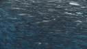 SARDINES, BONITES