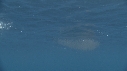 KRILL