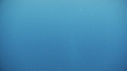 BALEINE BLEUE