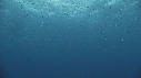BALEINE BLEUE