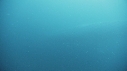 BALEINE BLEUE