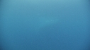 BALEINE BLEUE