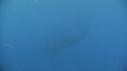 KRILL