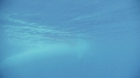 BALEINE BLEUE