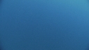 BALEINE BLEUE