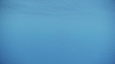 BALEINE BLEUE