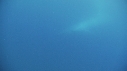 BALEINE BLEUE