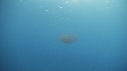 KRILL