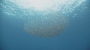 KRILL