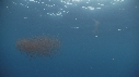 KRILL