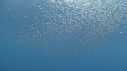 KRILL, POISSONS