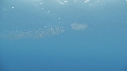 KRILL
