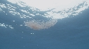 KRILL, POISSONS