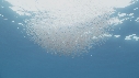 KRILL, POISSONS