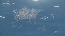 KRILL, POISSONS