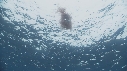 KRILL, POISSONS