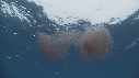 KRILL, POISSONS