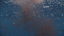 KRILL, POISSONS