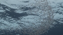 KRILL, POISSONS