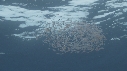 KRILL, POISSONS