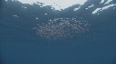 KRILL, POISSONS