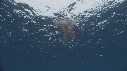 KRILL, POISSONS