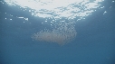 KRILL