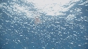 KRILL, POISSONS