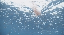 KRILL, POISSONS
