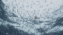 KRILL, POISSONS