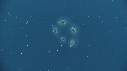 SALP COLONIE