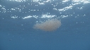 KRILL, CHINCHARD, BATEAU