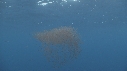KRILL