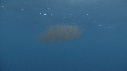 KRILL, CHINCHARD