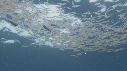 KRILL, CHINCHARD